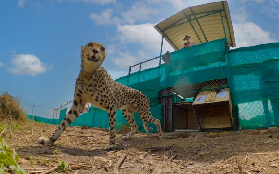 Palpur-Kuno Wildlife Sanctuary, Sheopur, Madhya Pradesh - Vushii.com